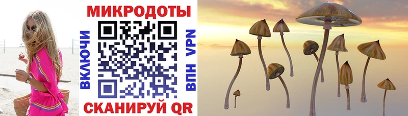 Псилоцибиновые грибы Psilocybe Прохладный